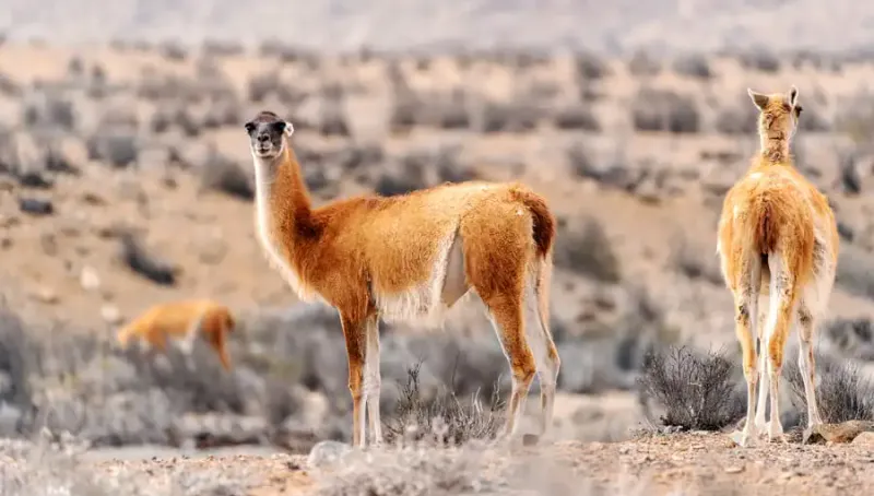 Chile Wildlife Travel Guide: Puma Tracking, Penguin Watching, Whale Tours & Private Trips