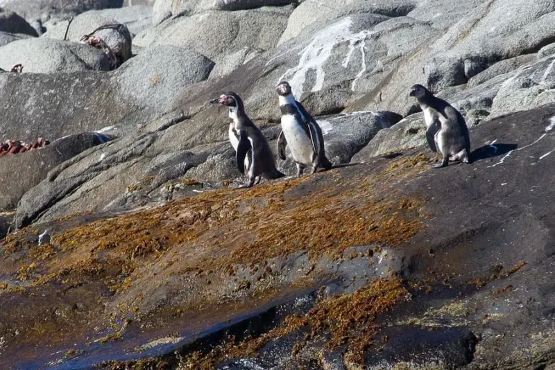 Penguins and Alpacas Tour from Santiago