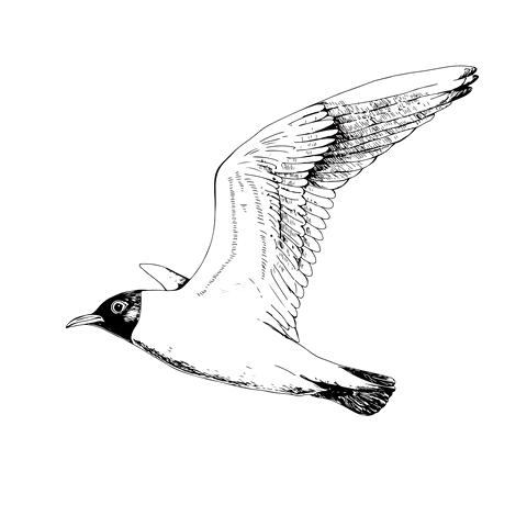 Larus — the seagull that follows ships