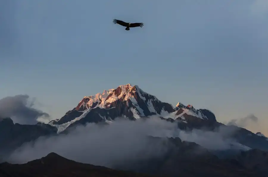Condor andino sobrevoando as montanhas da Patagônia chilena