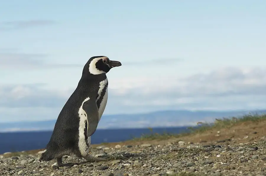 Pinguim-de-Magalhães caminhando na Ilha Magdalena, no Estreito de Magalhães, Chile