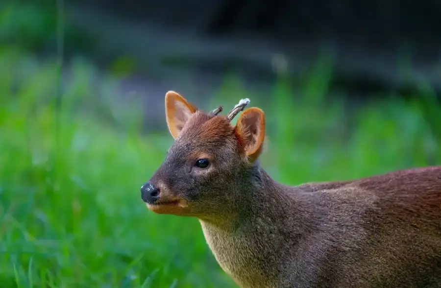Cervo pudú nas florestas do sul do Chile, uma das menores espécies de cervo do mundo