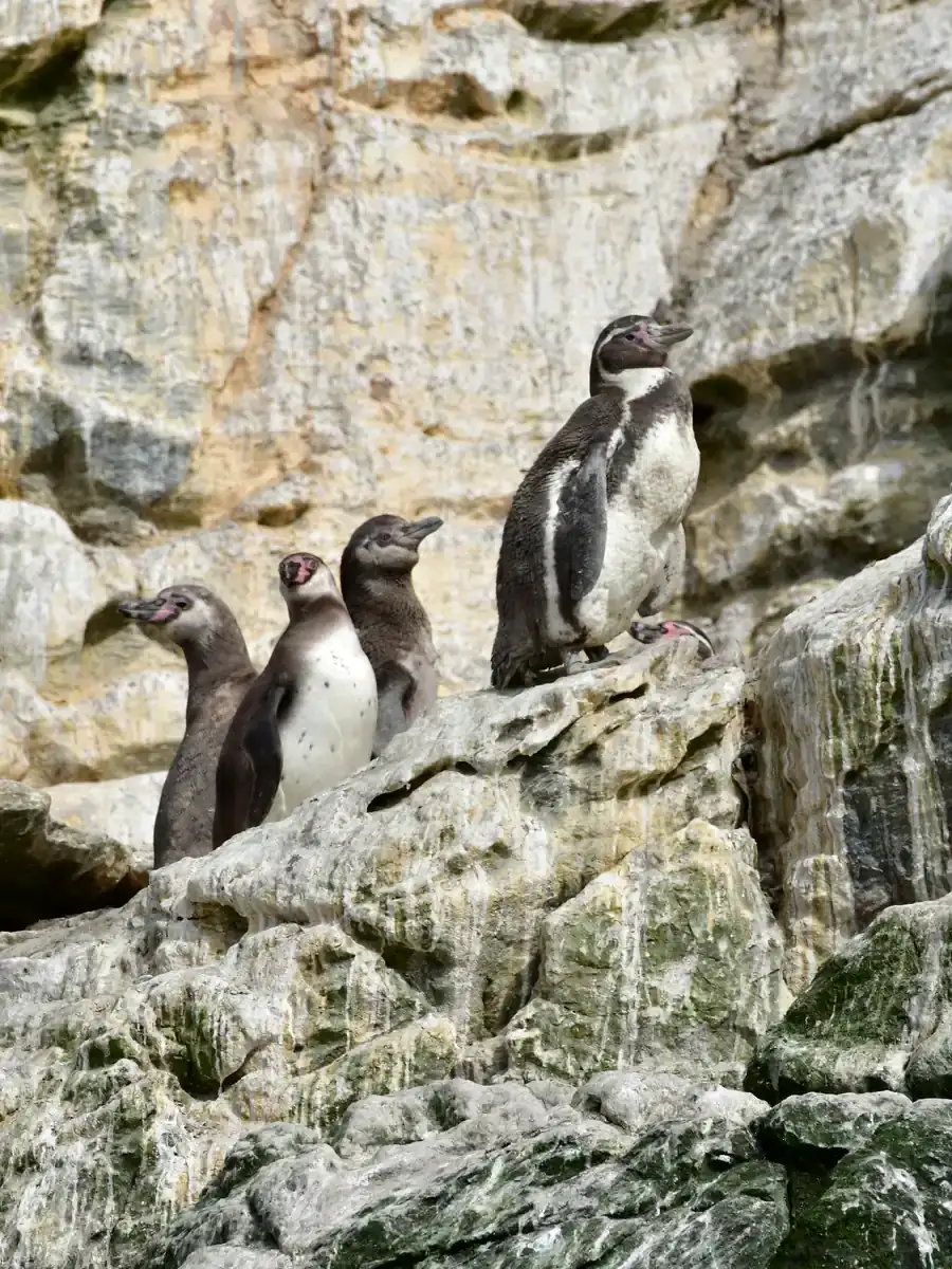 Humboldt and Magellanic penguins at Puñihuil in Chiloé, Chile