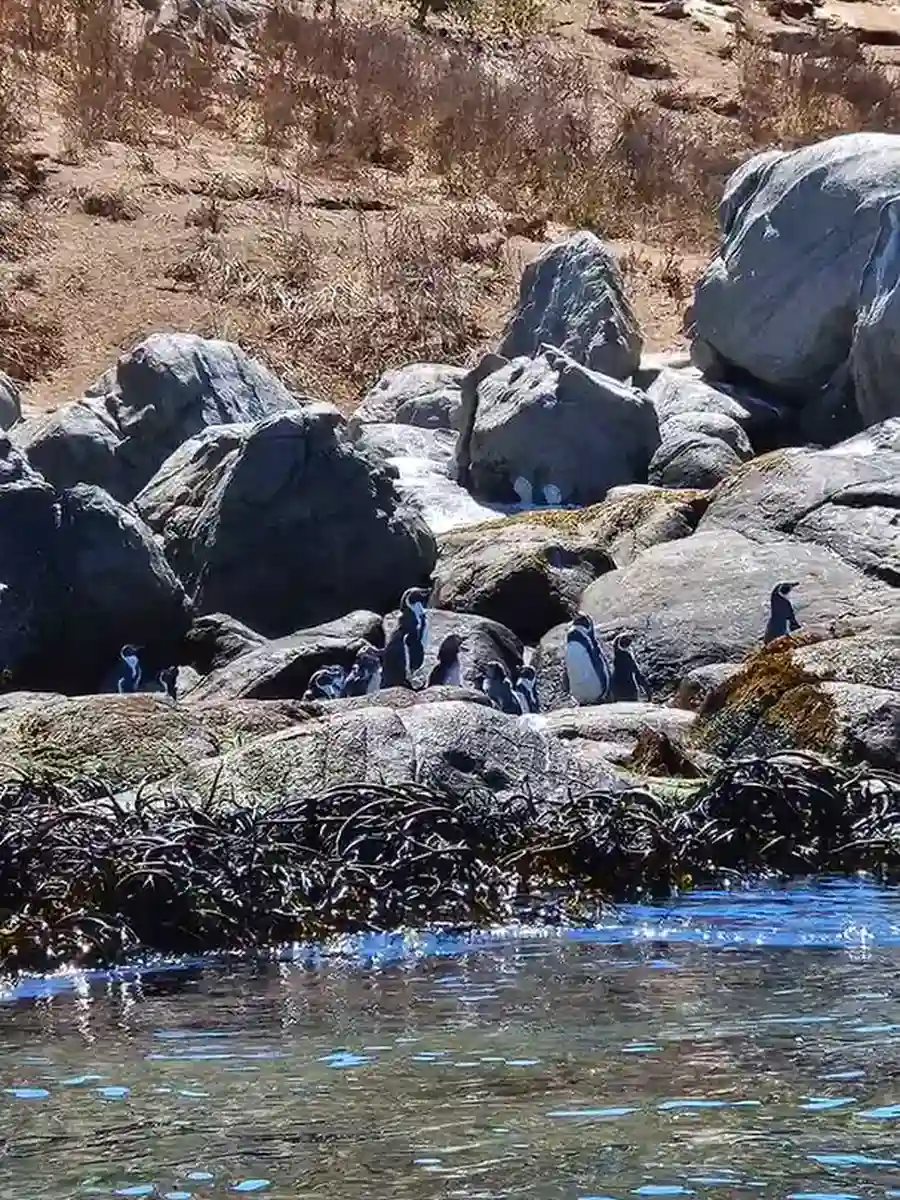 Penguins in Chile: Where to See Penguins in the Wild