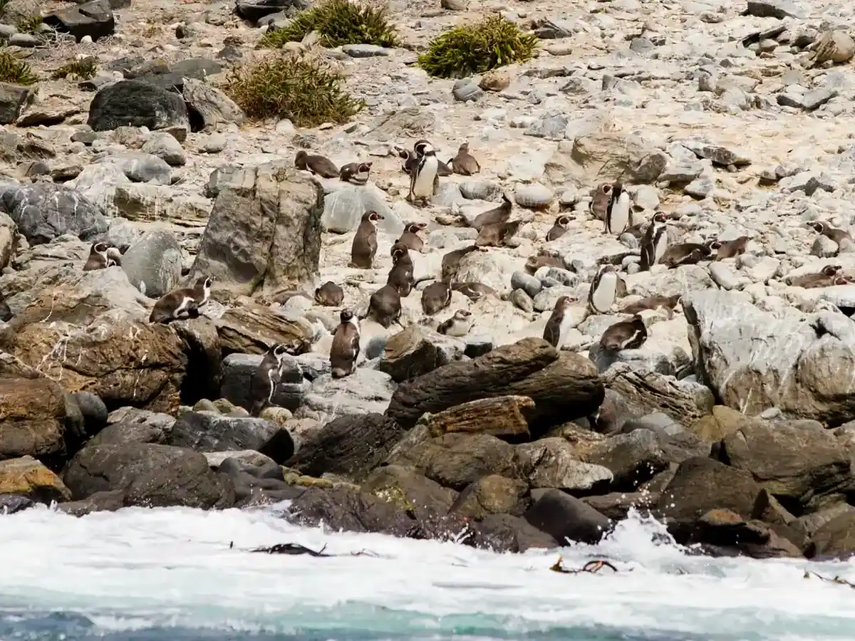 Humboldt penguins on Isla Damas in the Humboldt Penguin Reserve near La Serena, Chile