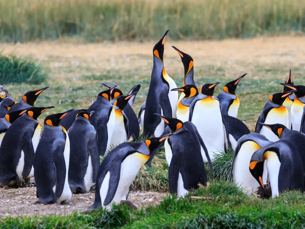 King penguins at Bahía Inútil on Tierra del Fuego, Chile