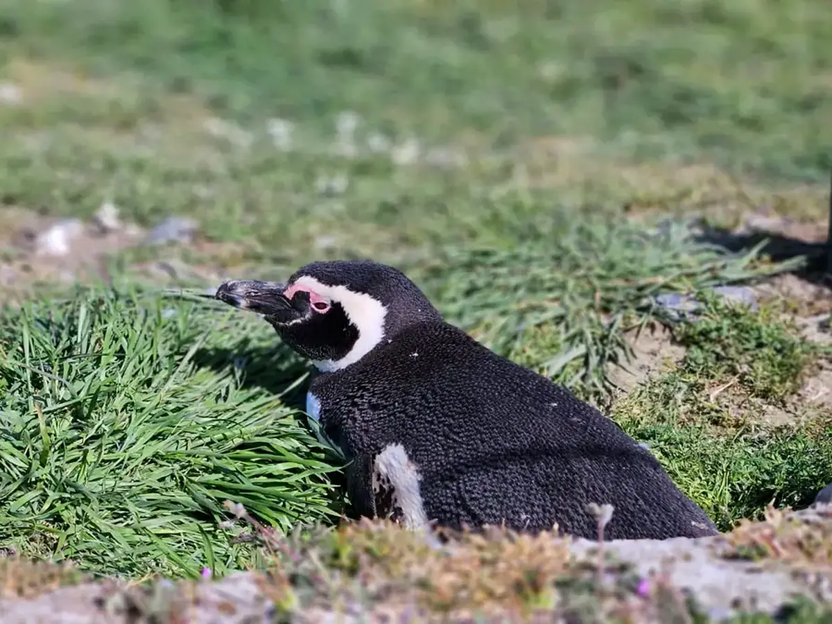 Magellanic penguins on Isla Magdalena in the Strait of Magellan, Chile