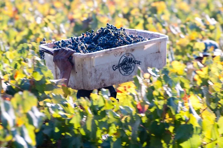 Wine tasting at Cousino Macul