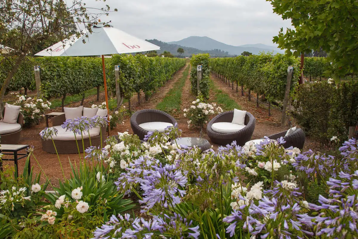 Vineyards in Casablanca Valley visited during a Chile shore excursion