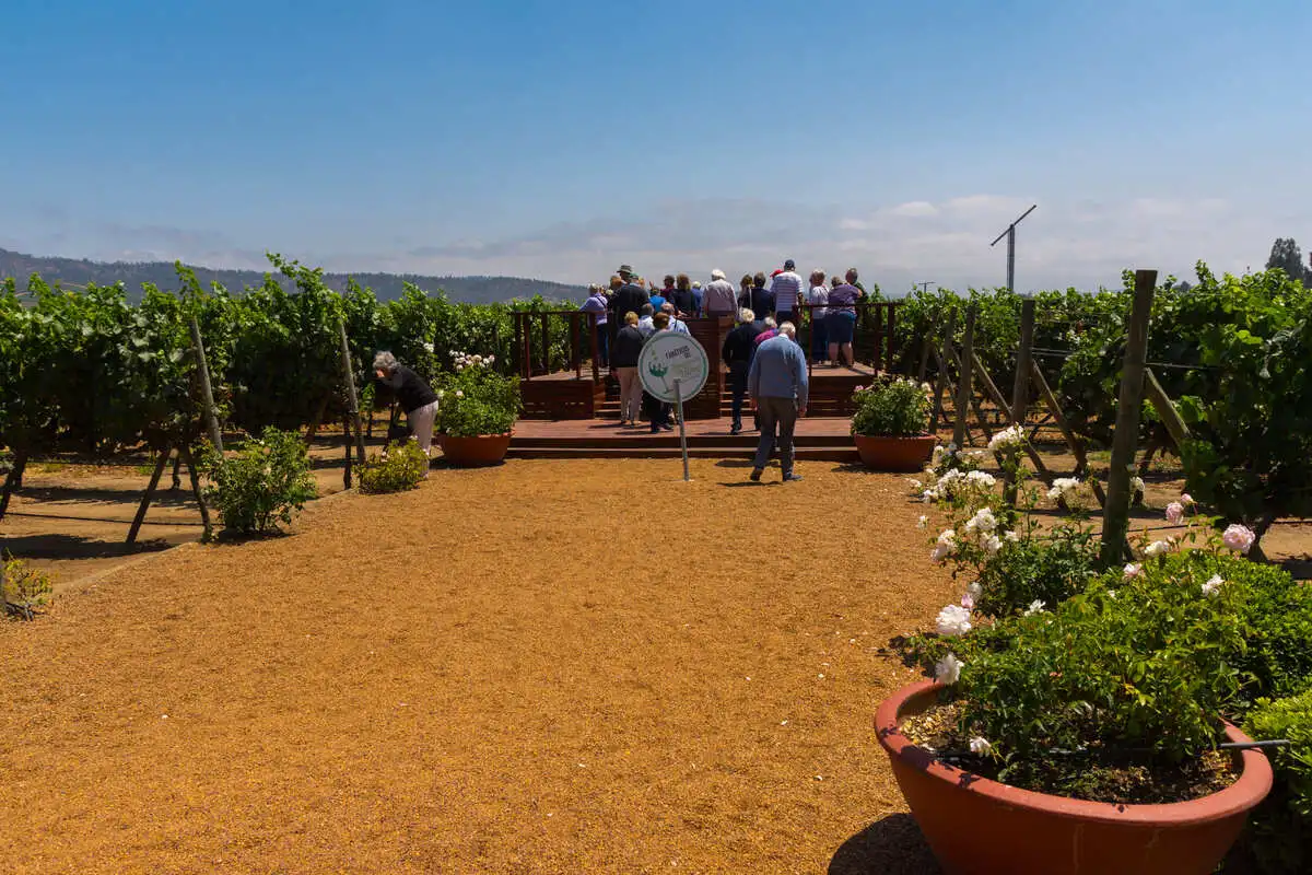 Wine tasting at Casas del Bosque winery in Casablanca Valley during a shore excursion