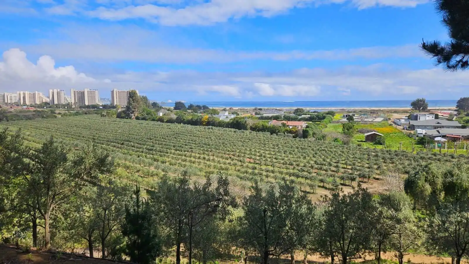 Olive groves and an ocean view at Quintún farm near Algarrobo