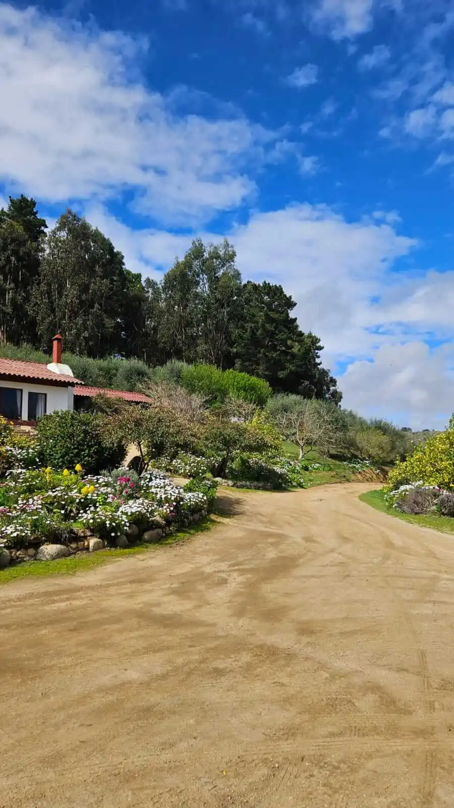 Driveway and gardens at Quintún olive farm