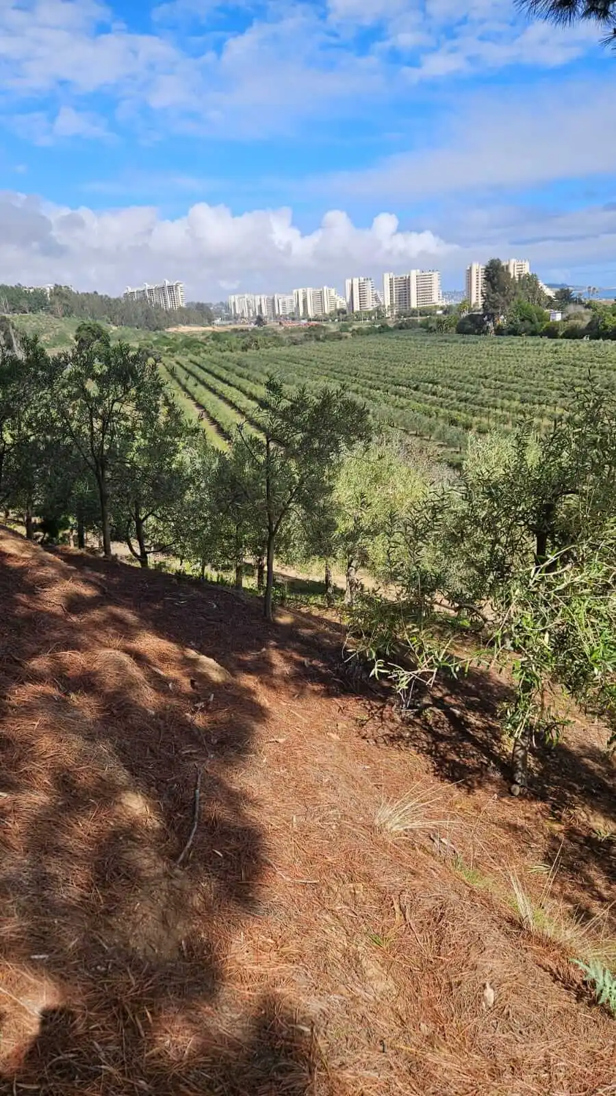 Rows of olive trees at Quintún farm near Algarrobo