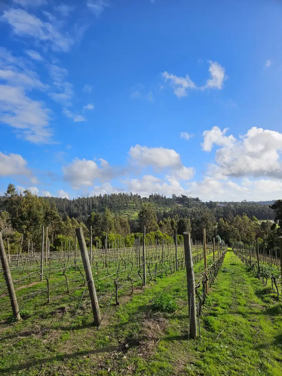 Vineyard at Hacienda San Juan in the San Antonio Valley, a few kilometers from the Pacific