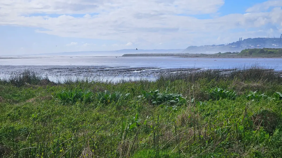 Where the Río Maipo estuary meets the Pacific Ocean at the edge of the wetland