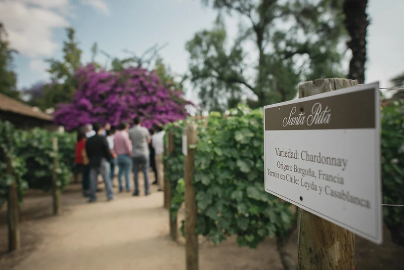 Maipo Valley Santa Rita Wine Tour Experience