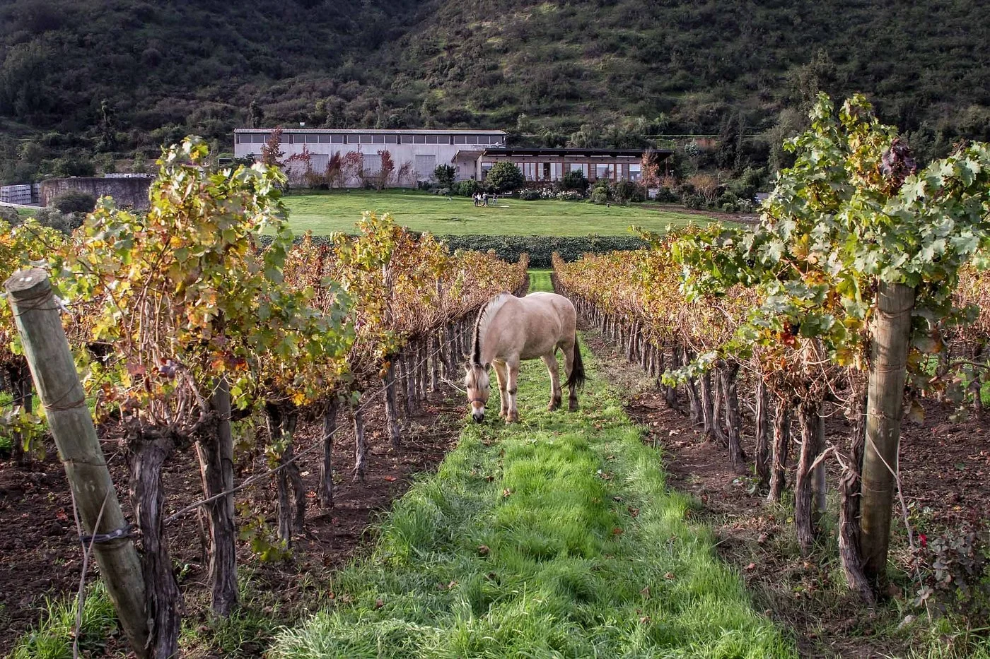 Maipo Valley Odfjell Winery Tour Experience