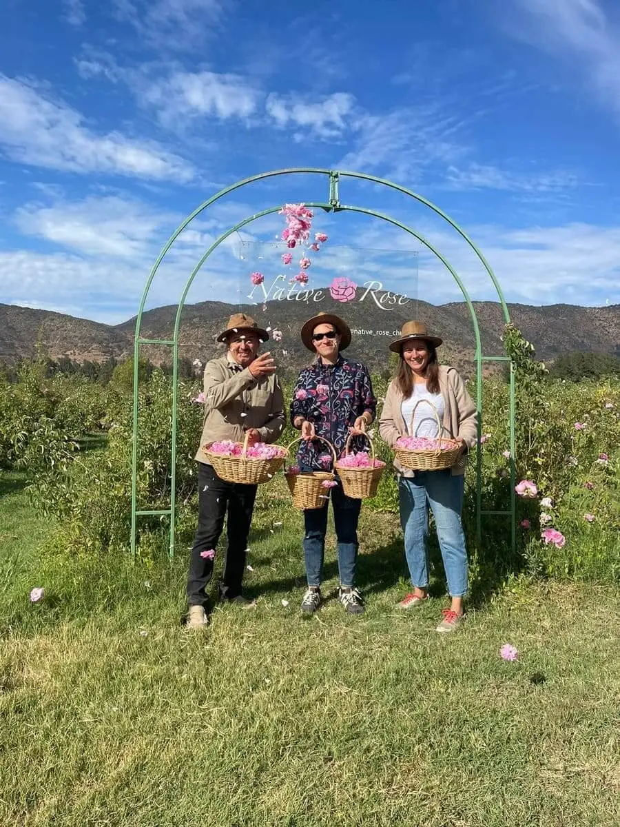 Damask rose farm near Santiago Chile