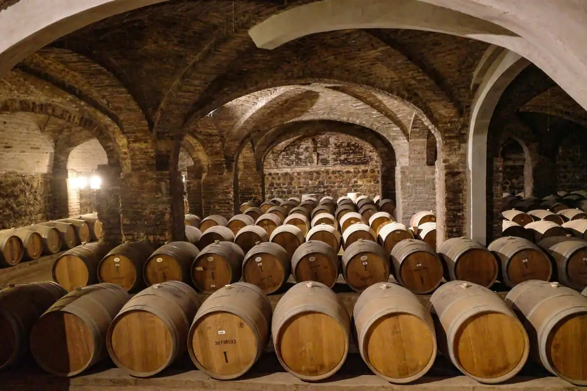 Maipo Valley vineyards near Santiago