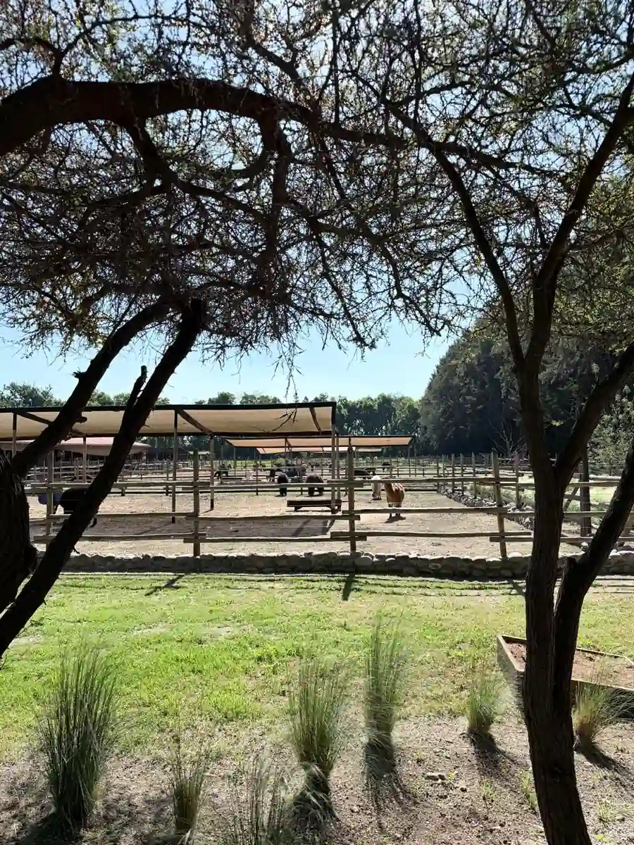 Shaded alpaca paddocks at a farm in Olmué, central Chile