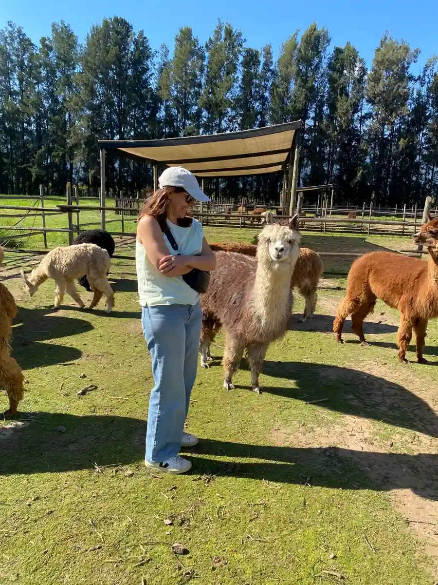 Visitor among alpacas in the paddock at an alpaca farm in Olmué