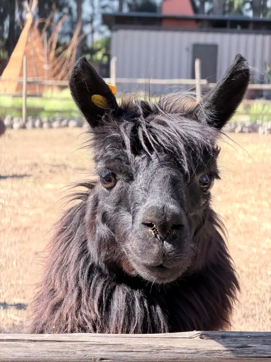Close-up of a black alpaca on the farm