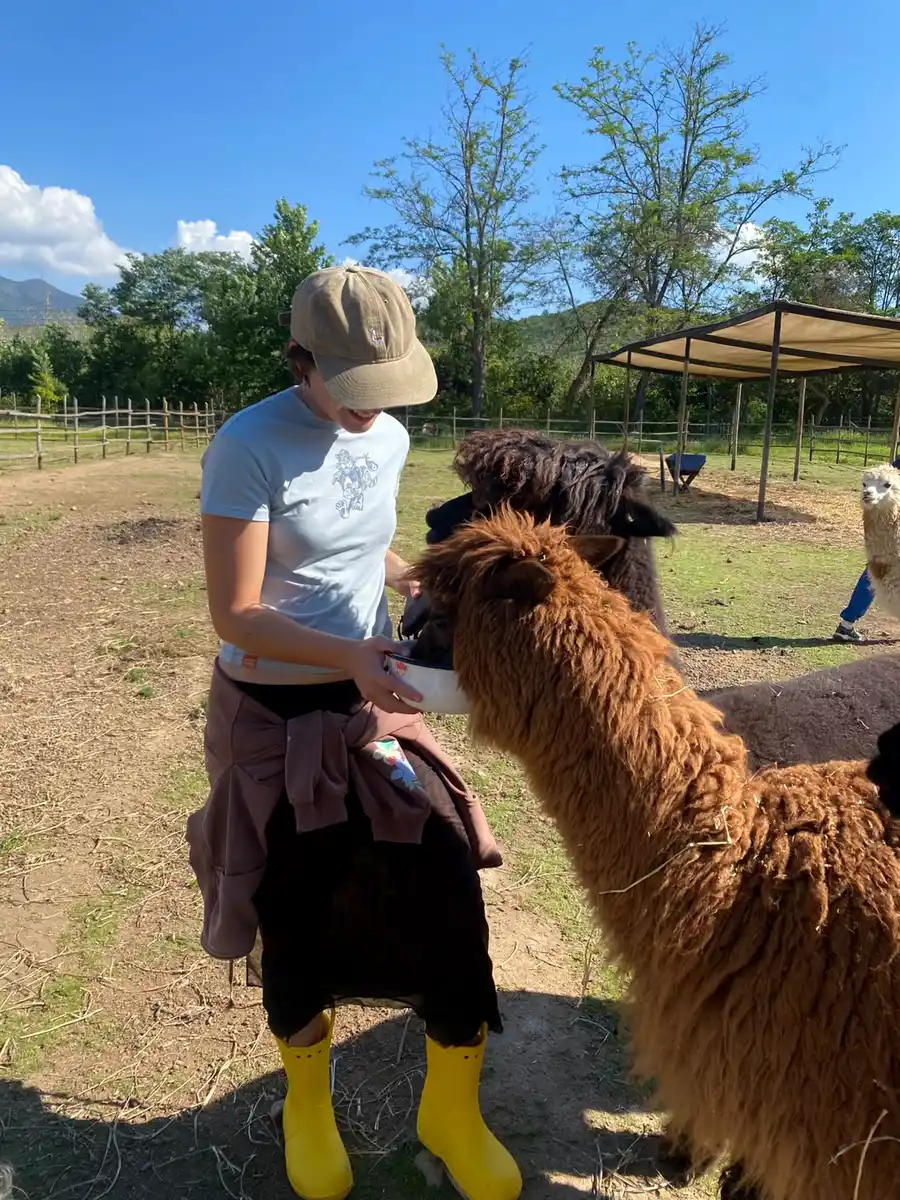 Visitor feeding a brown alpaca on the farm in Olmué