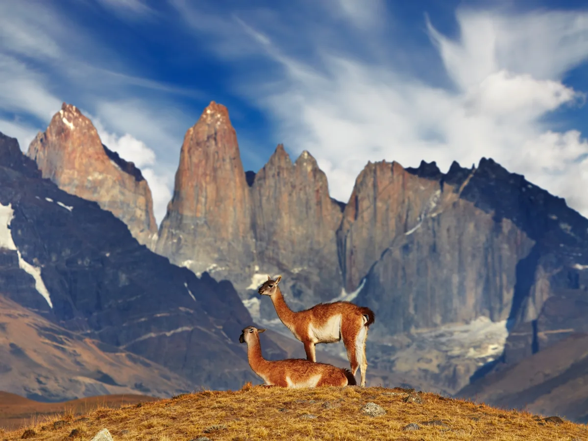 Guanacos com os picos de Torres del Paine ao fundo durante um tour fotográfico na Patagônia