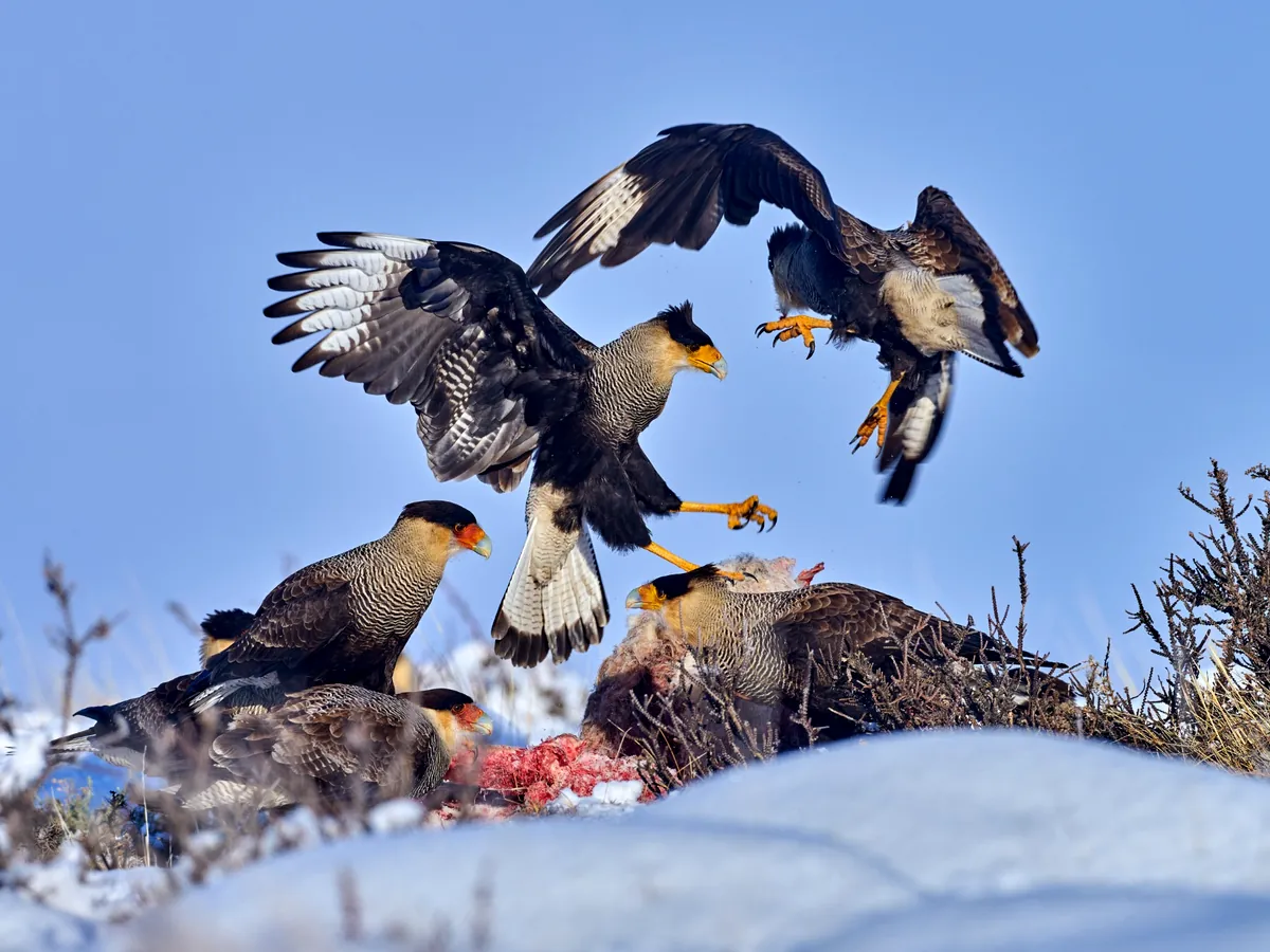 Caracaras y aves durante un tour de fauna en Torres del Paine, Patagonia