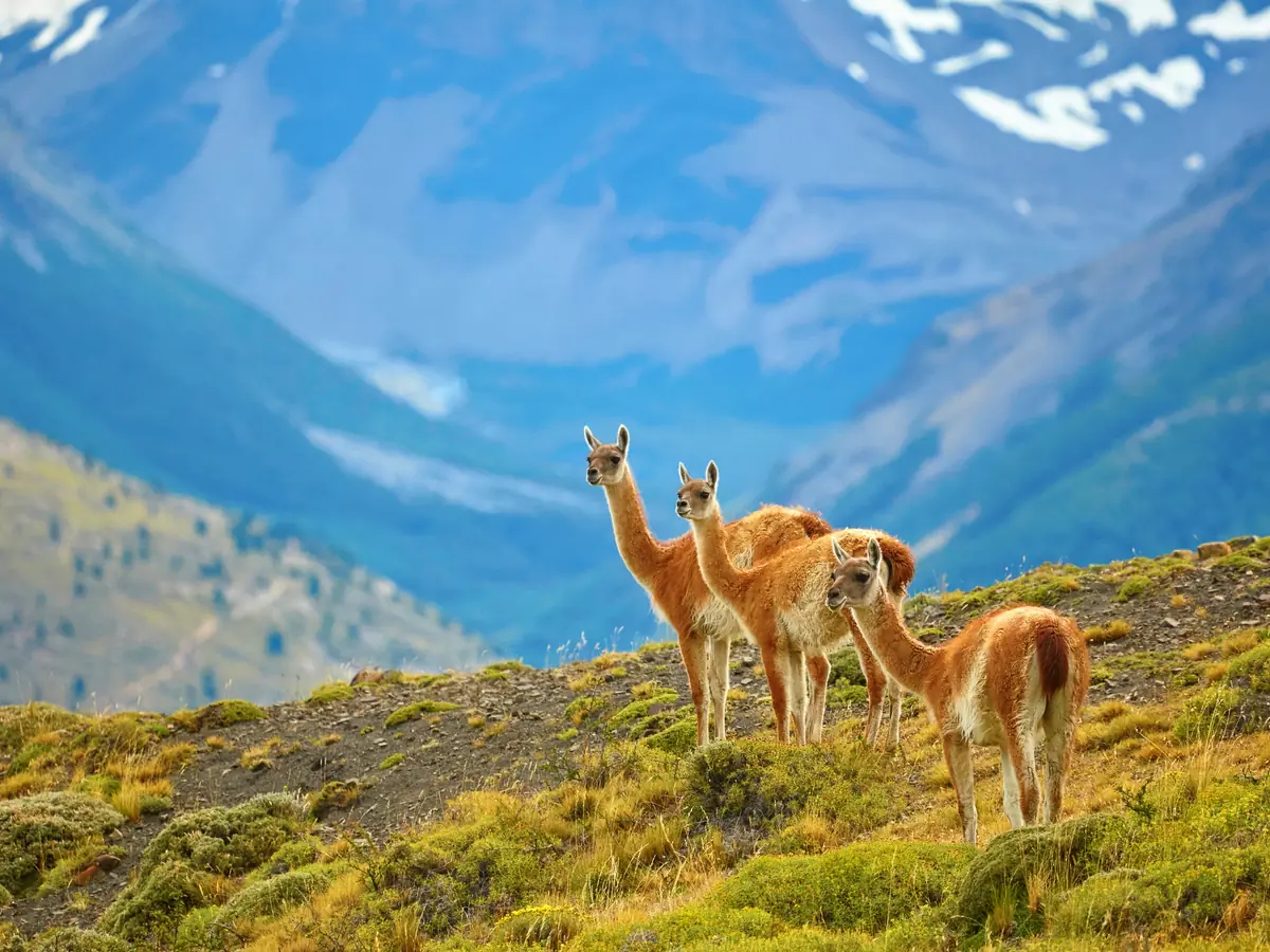Guanacos en Torres del Paine durante un tour de fauna en Patagonia