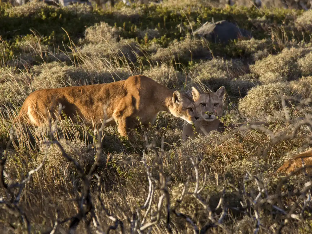 Pumas en la estepa patagónica durante un tour de rastreo de pumas en Torres del Paine