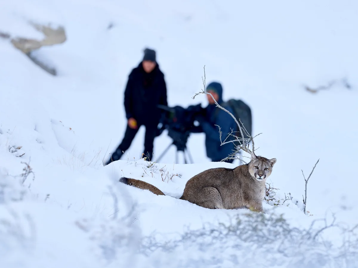 Rastreo de pumas en invierno y tour de fauna en Torres del Paine