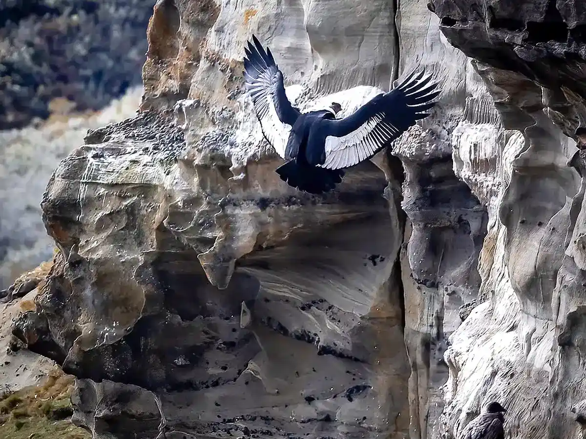 Andean condor landing on the Palomares cliffs near Estancia Olga Teresa