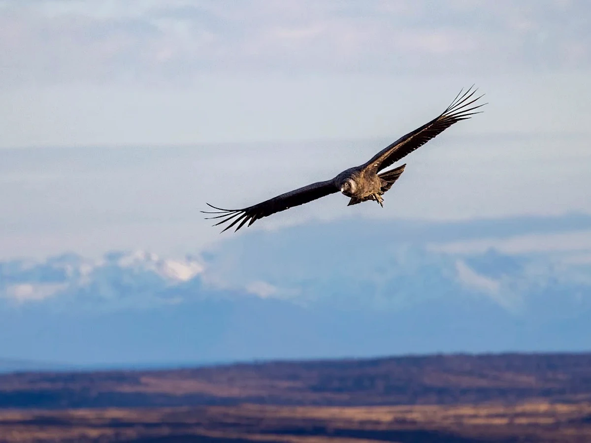 Andean condor gliding over the Patagonian steppe