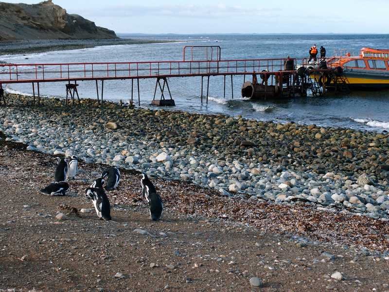 Penguins on the beach of Magdalena Island next to the boat pier