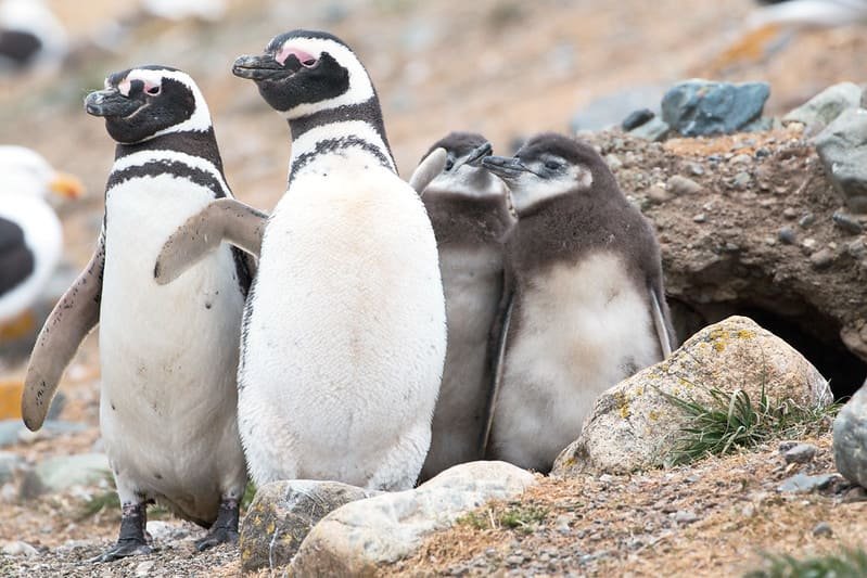 Magellanic penguins with chicks on Magdalena Island