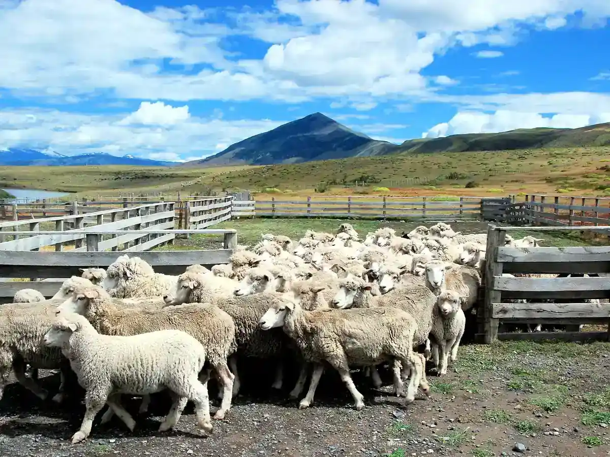 Flock of sheep in a wooden corral at a Patagonian ranch