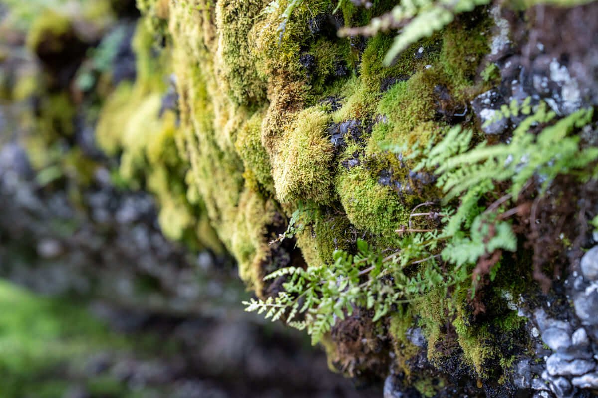Moss and ferns covering a rock wall in the Rupestre eco-park