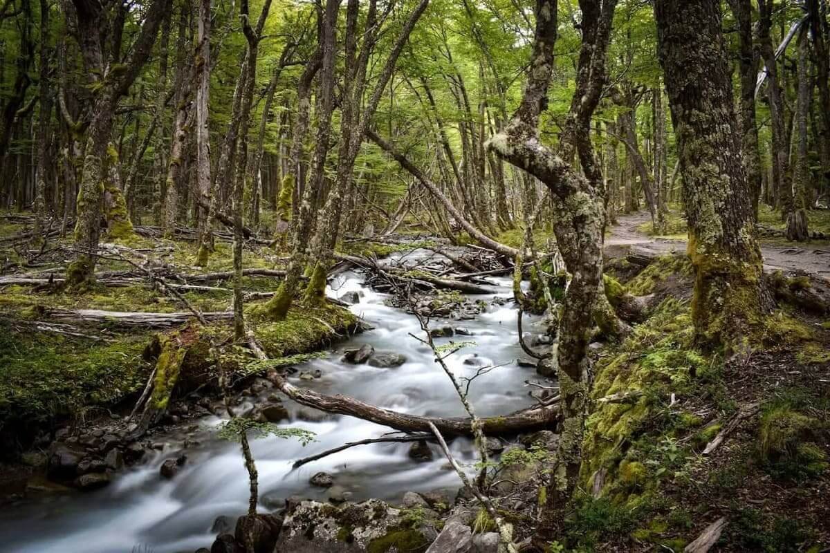 Stream running through mossy lenga forest on the Laguna Huemul trail
