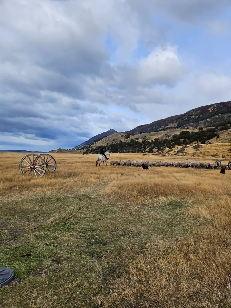 Gaucho on horseback herding sheep on a Patagonian estancia