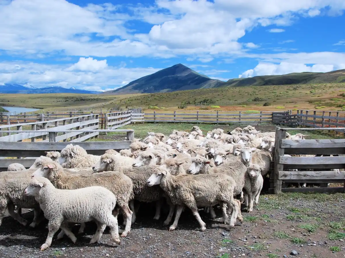 Sheep in a wooden corral at an estancia in southern Patagonia